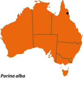 Porina alba map