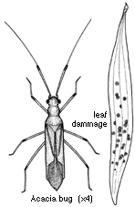 Illustration of an Acacia Bug