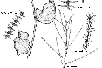 Illustration of foliage diversity in Acacia