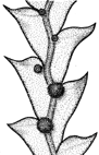 Illustration of cladodes in Acacia glaucoptera
