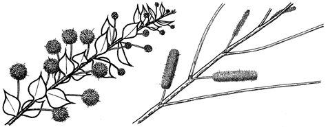 Illustration of Acacia inflorescence types