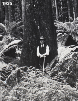 Hardy, Alfred Douglas with a big eucalypt