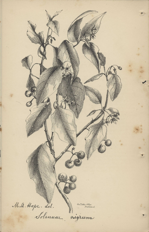 Solanum nigrum by Margaret Anderson Hope 1887