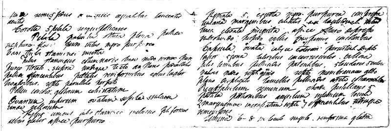 Robert Brown's handwriting