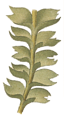 Jungermannia helleriana : Hahn illustration