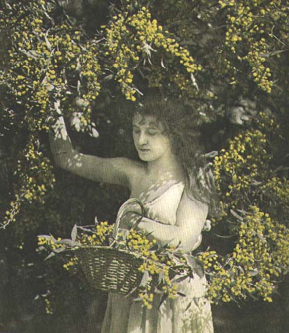 photo: Acacia saligna 1921