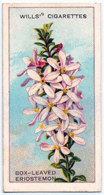 cigarette card front