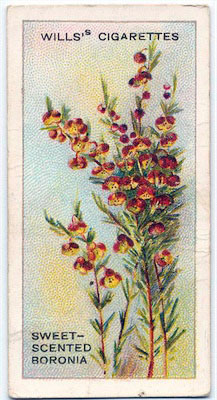 cigarette card front