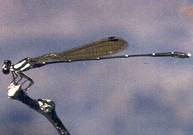 Nososticta coelestina