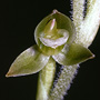 Eucosia umbrosa