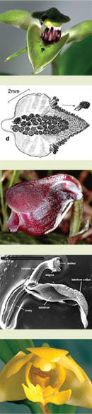 A sample of the range of images available in Australian Orchid Genera