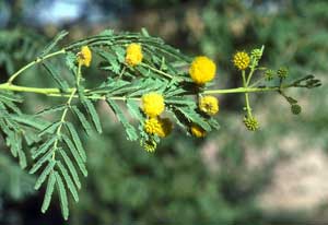 Acacia nilotica flower