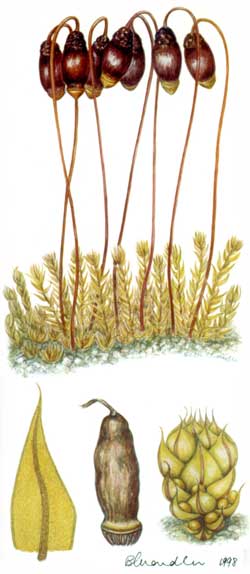 Gemmabryum pachythecum, a moss, by B. Chandler