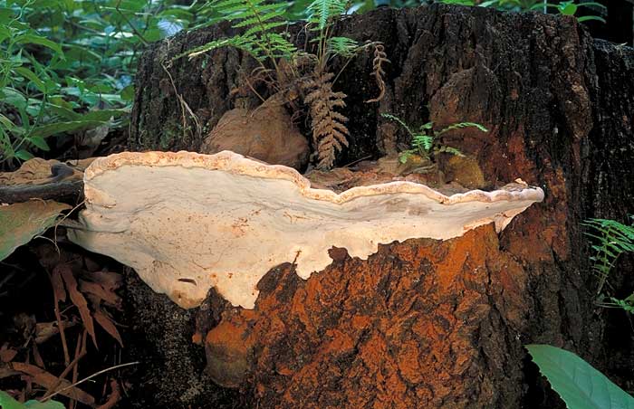 photo: Ganoderma australe