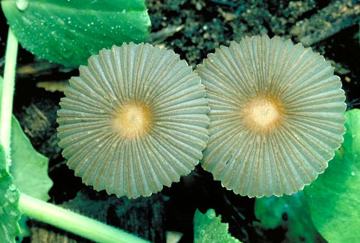 photo: Coprinus sp. - plicate caps