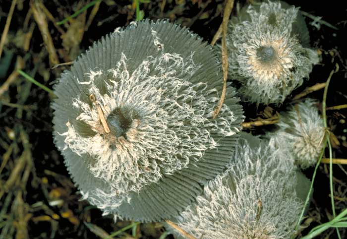 photo: Coprinus sp.