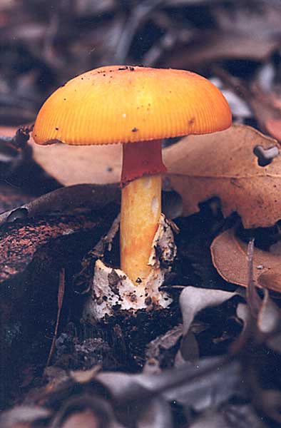 Amanita sp.aff. hemibapha