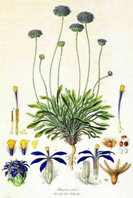 Brunonia australis by Ferdinand Bauer