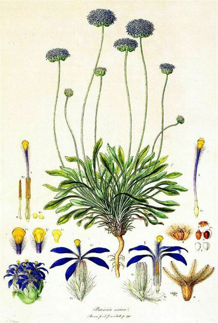 illustration: Brunonia australis