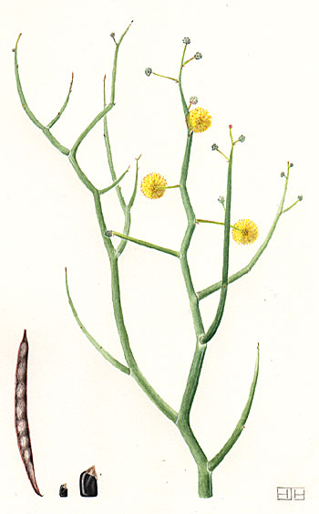 illustration: acacia aphylla