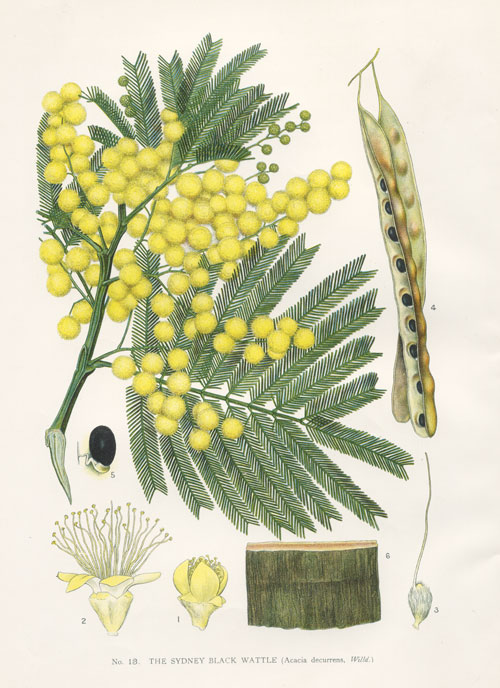 illustration Acacia decurrens