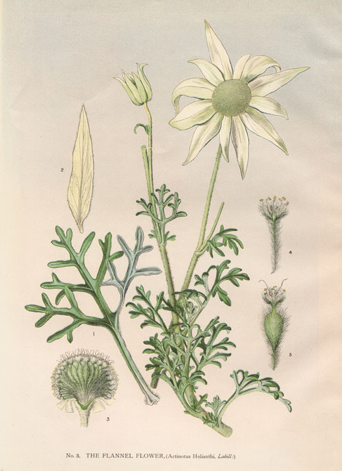 illustration: Actinotus helianthi