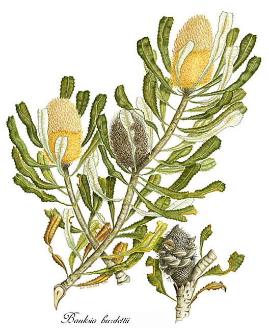 illustration: Banksia burdettii