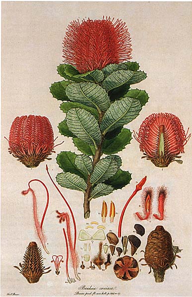 illustration: Banksia coccinea