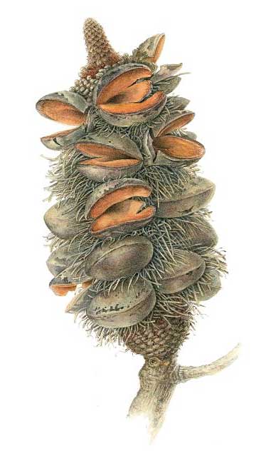 illustration: Banksia serrata - cone