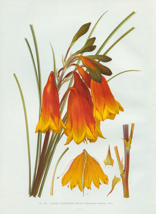 illustration: Blandfordia grandiflora