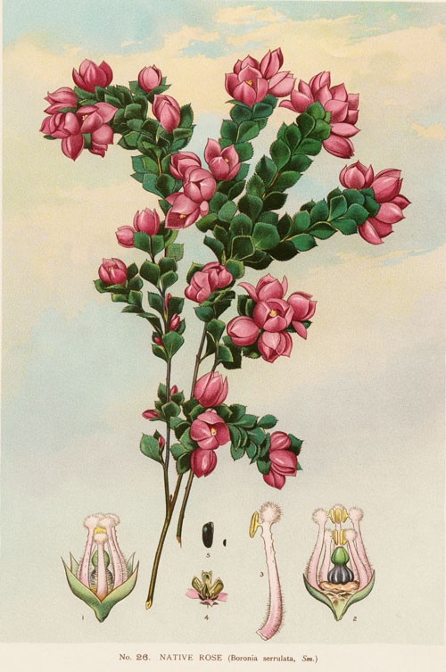 illustration: Boronia serrulata