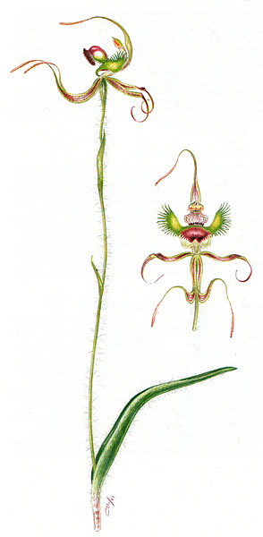 illustration: Caladenia lobata