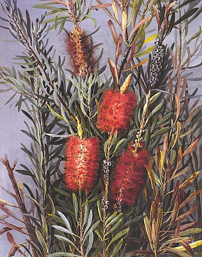 illustration: Callistemon phoeniceus