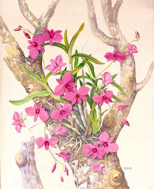 illustration of Banksia ericifolia