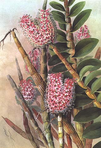 illustration: Dendrobium smillieae
