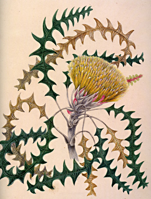 illustration: Banksia  dallanneyi