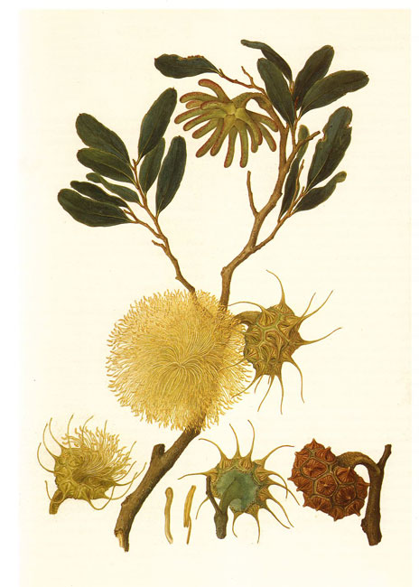 illustration: Eucalyptus conferruminata