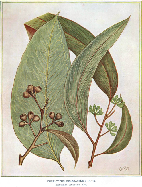illustration: Eucalyptus delegatensis