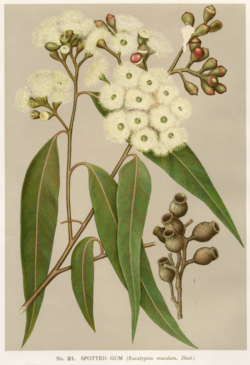 illustration: Corymbia maculata