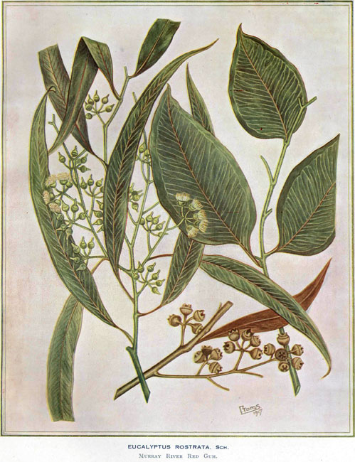 illustration: Eucalyptus camaldulensis