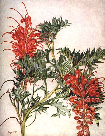 illustration: Grevillea bipinnatifida