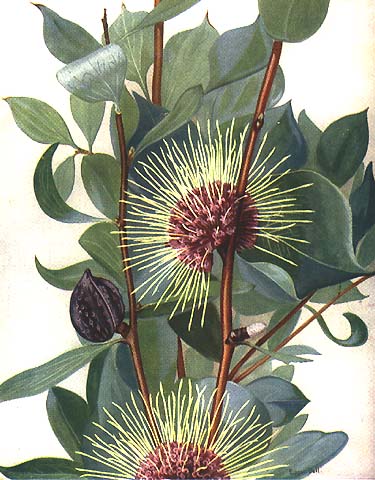 illustration: Hakea petiolaris