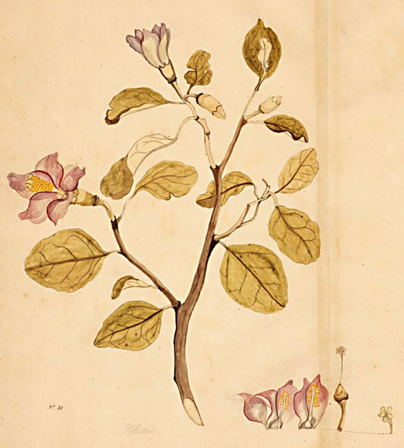 illustration: Lagunaria patersonia
