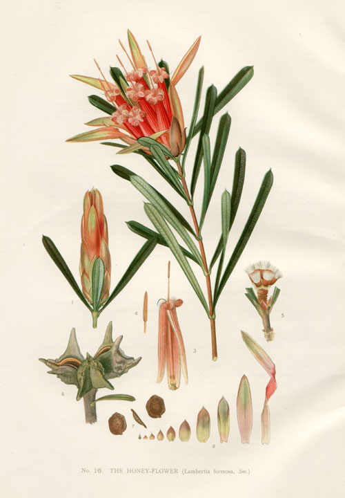 illustration: Lambertia formosa