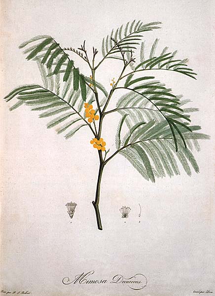 illustration: Acacia decurrens