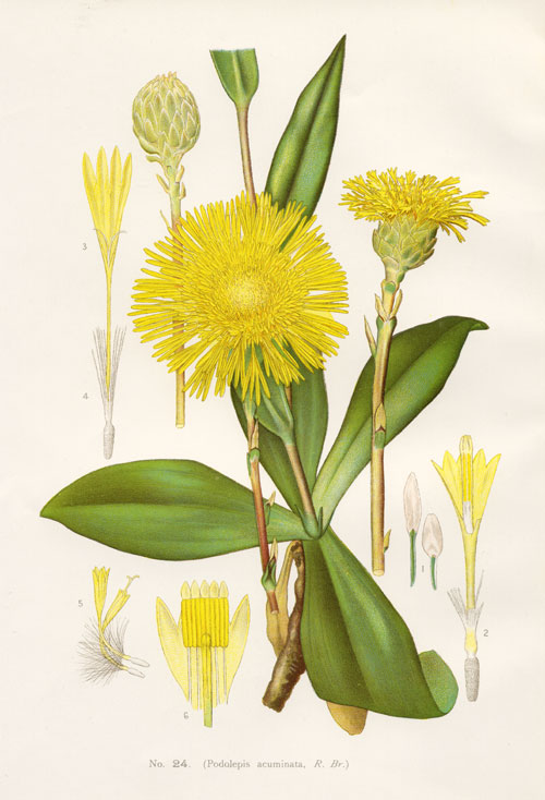 illustration: Podolepis jaceoides
