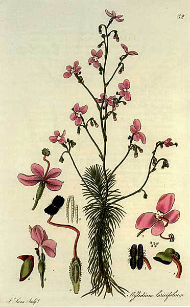 illustration: Stylidium laricifolium