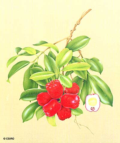 illustration: Syzygium alliiligneum