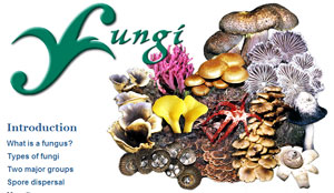 Fungi website