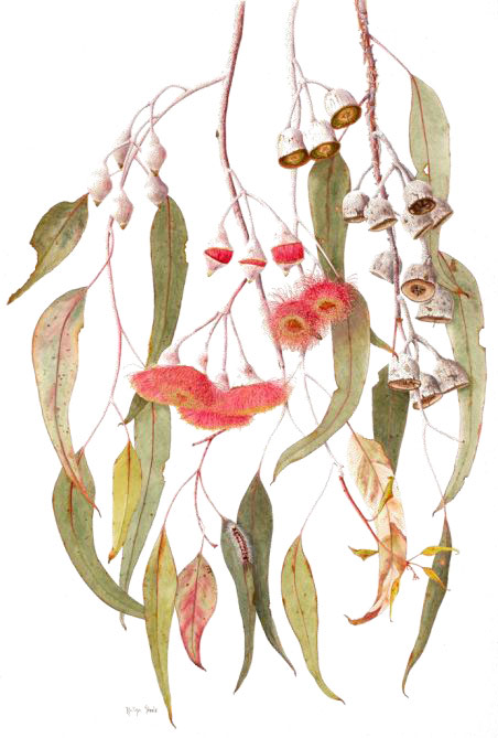 Eucalyptus ceasia by Halina Steele